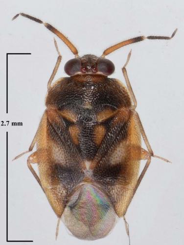 Réf. 196 045 : Isometopus anlasi